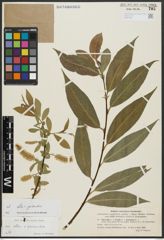Foto von Salix alba L. x Salix pentandra L.